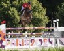 jumper Nelson du Petit Vivier (Belgian Warmblood, 2013, from Russel)