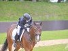 dressage horse Bailador S (Hanoverian, 2015, from Buckingham)