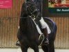 broodmare Horsequana (Oldenburg show jumper, 2010, from Carenzo)