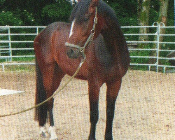 jumper Florian 552 (Hanoverian, 2007, from Fürstenreich)