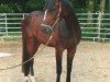jumper Florian 552 (Hanoverian, 2007, from Fürstenreich)