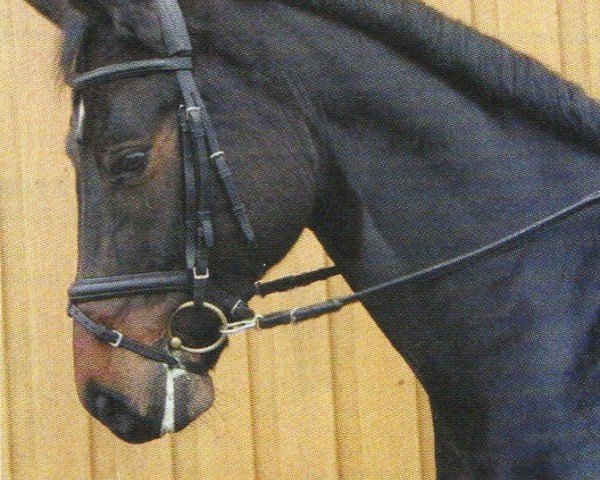 horse Balzano (Württemberger, 1997, from Baryshnikov)