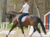 Zuchtstute Santana WE (Deutsches Reitpony, 1998, von Apslau xx)