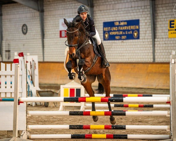 jumper Zoraya 11 (Hanoverian, 2018, from Zinedream)