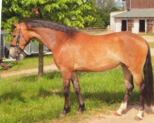 dressage horse Pebbels vM (German Riding Pony, 2009, from FS Pontiac)