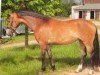 dressage horse Pebbels vM (German Riding Pony, 2009, from FS Pontiac)