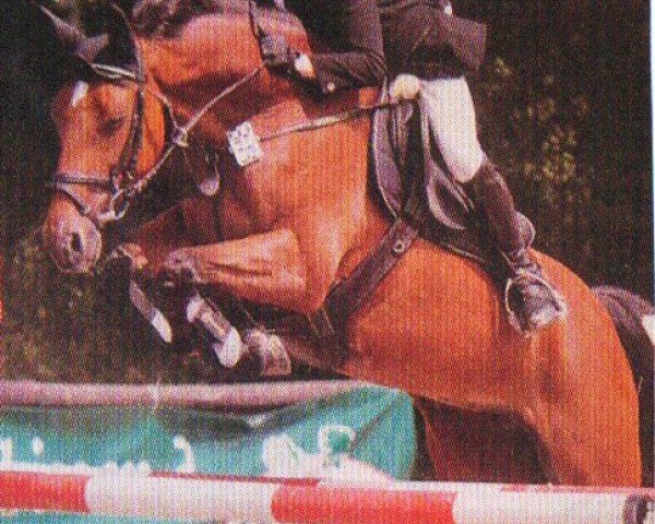 Pferd Lady Love 15 (Oldenburger, 1999, von Lord Sinclair I)