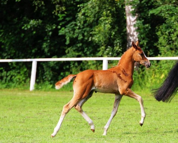 Dressurpferd Doppelkeks KW (Deutsches Reitpony, 2021, von Da Vinci Hs)