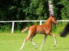 dressage horse Doppelkeks KW (German Riding Pony, 2021, from Da Vinci Hs)