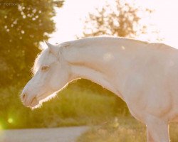 Springpferd Hillgarth Vanilla Ice (Welsh-Cob (Sek. C), 2011)