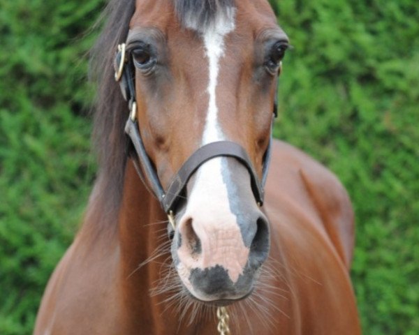 broodmare Kalmie Melody (French Trotter, 1998, from Full Account)