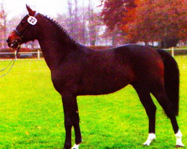 jumper Puccini Piccolo (Westphalian, 2001, from Pinatubo)