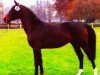 jumper Puccini Piccolo (Westphalian, 2001, from Pinatubo)