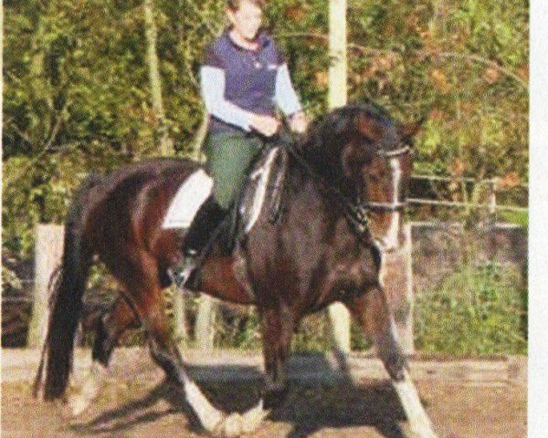 Pferd Leandro 88 (Hannoveraner, 1998, von Latent)