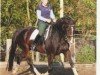 Pferd Leandro 88 (Hannoveraner, 1998, von Latent)