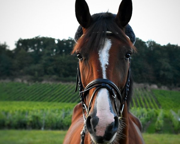 horse Evolutif d'am (French Trotter, 2014, from Love You (FR))