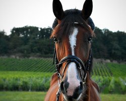 Pferd Evolutif d'am (Französischer Traber, 2014, von Love You (FR))