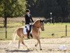 dressage horse New Ark (Haflinger, 2009, from New York B (2,34% ox))