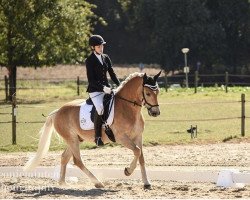 dressage horse New Ark (Haflinger, 2009, from New York B (2,34% ox))