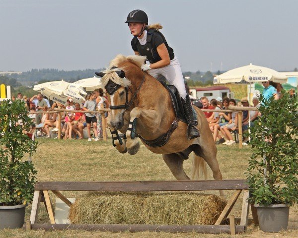 Dressurpferd Einfach Aramis (Haflinger, 2010, von Anka-Vilko)