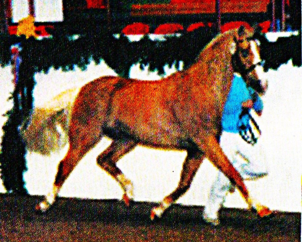 horse Roderick (Dutch Pony, 1994, from Orchard Limb-Lopper)