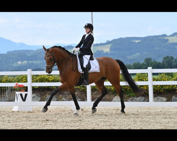 dressage horse Rainhof's Eneas S (German Sport Horse, 2016, from Escolar)