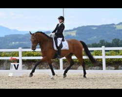 dressage horse Rainhof's Eneas S (German Sport Horse, 2016, from Escolar)