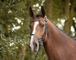 jumper Glasgow 28 (KWPN (Royal Dutch Sporthorse), 2011, from Michael)