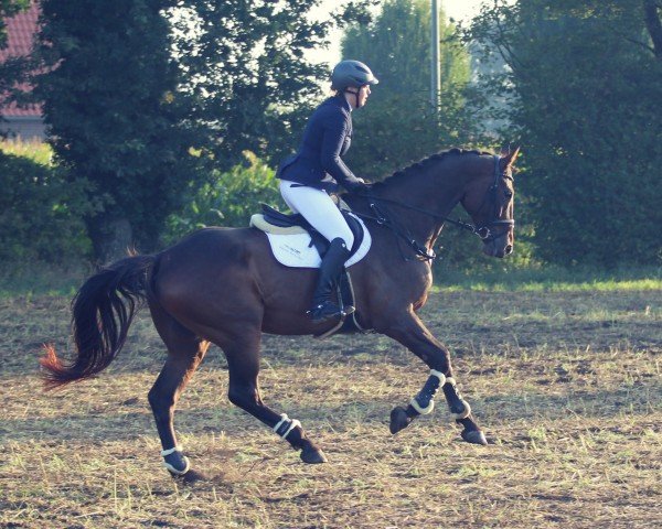 Dressurpferd Luke Scofield (Deutsches Sportpferd, 2017, von Lausitzer)