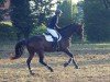 dressage horse Luke Scofield (German Sport Horse, 2017, from Lausitzer)