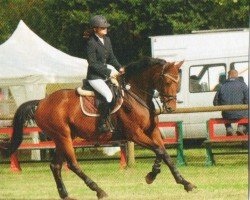 horse Asti Vilgana (Hanoverian, 2003, from As di Villagana)