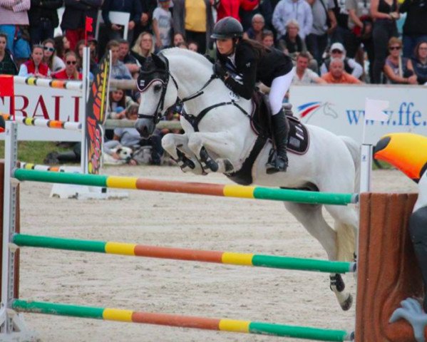 Deckhengst Rexter D'Or (Französisches Pony, 2005, von Dexter Leam Pondi)
