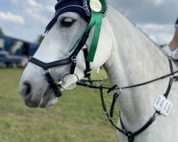 Springpferd Kilcolgan Hazy (Connemara-Pony, 2013, von Rosscon Sunrise)