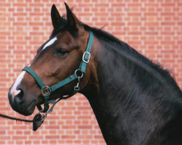 broodmare Cira (Hanoverian, 2001, from Compliment)