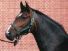 broodmare Cira (Hanoverian, 2001, from Compliment)