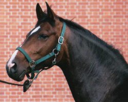 broodmare Cira (Hanoverian, 2001, from Compliment)