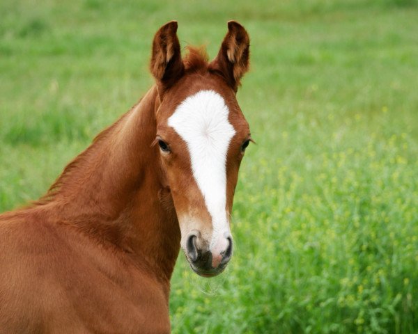 dressage horse Bon Compañero (Hanoverian, 2021, from Bon Courage 4)
