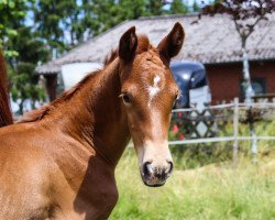 dressage horse Vent‘Anni (Hanoverian, 2021, from Vidar)