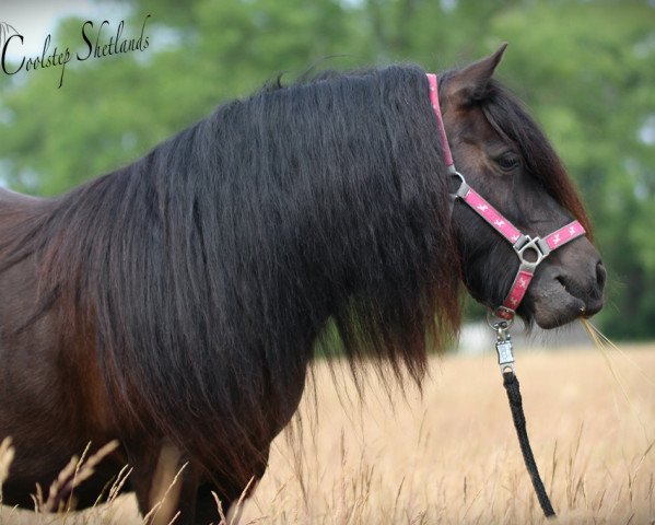 Zuchtstute Bonny v. Stal Heidezicht (Shetland Pony, 2008, von Sandro v. Stal Langelo)