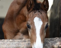 broodmare Lascana (Hanoverian, 2020, from Labbadio)