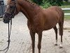 Dressurpferd Boom Red Champion (Deutsches Reitpony, 2013, von Black Champion)