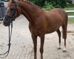 Dressurpferd Boom Red Champion (Deutsches Reitpony, 2013, von Black Champion)