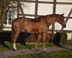 Springpferd Red Fox 24 (Deutsches Reitpferd, 2009, von Rebell Junior)