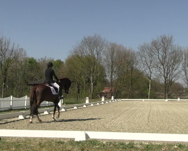 Reitturnier Elmlohe 2025