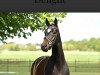 dressage horse Delight V (Westphalian, 2018, from Daytona)