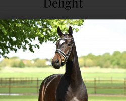 dressage horse Delight V (Westphalian, 2018, from Daytona)