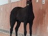 dressage horse Charming Venice (Oldenburg, 2018, from Blue Hors Veneziano)