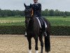 dressage horse Chere Celine OLD (Oldenburg, 2017, from Governor-Str)