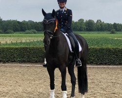 dressage horse Chere Celine OLD (Oldenburg, 2017, from Governor-Str)