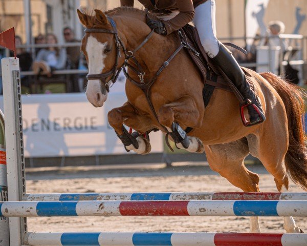 jumper Rubinrot SN (German Riding Pony, 2015, from The Braes My Mobility)